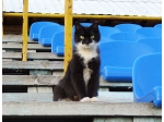 Рязанский кот-болельщик